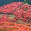 大和葛城山〜真っ赤なヤマツツジ〜（2017年5月）