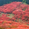 大和葛城山〜真っ赤なヤマツツジ〜（2017年5月）