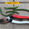今日収穫した野菜で野菜炒め