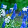 【ガーデニング】植えっぱなしで毎年咲く花・・・