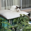 午後から夕方のおばあちゃん野良猫　おばあにゃん