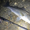 Daiwa morethan EXPERT AGS 76L/ML-SMT　インプレ