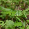 地味な花ブクリョウサイ