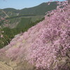 桜　満開ツーリング　②　　高見の郷