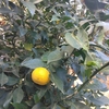 戻ってきたシェフ