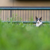 地元繁華街のねこさん