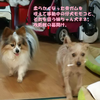 仔犬奮闘記（番外編2）ちょっと気になる二人のバトル。。