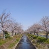 4-4   平成最後の桜を眺める…