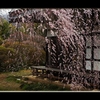 寺の枝垂れ桜Ⅱ