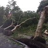 台風　烟花