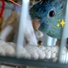 インコの餌事情その５【サザナミインコのおはなし】