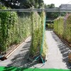 九州大学アサガオ観察会 ふじたまの日々 九州大学アサガオ観察会 ふじたまの日々