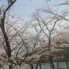 行ってきました。今年もお花見