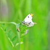 ツマキチョウの裏側