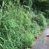 ツユクサ・その後