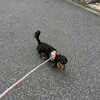 日曜日は恒例の散歩