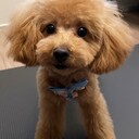 アラサーOLの犬奴隷日記