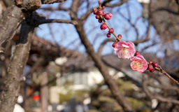 春の花はもうほころび始めていますか？ 写真のお題は「木と草花」です。前回のお題には、いろいろな「乗りもの」が大集合！