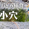 0123B【冬雨カワセミ捕食エビとり穴】小さな猛禽モズ捕食。スズメ、カルガモエンジェルウイング奇形、雨の中のカモ、セキレイ、水鳥小鳥たち　#身近な生き物語 #今日撮り野鳥動画まとめ #カワセミ　鶴見川水系恩田川の野鳥