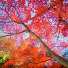 紅葉構図