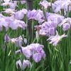 ２０２４ 初夏の馬見丘陵公園  ～ 花菖蒲篇