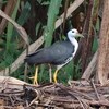 My野鳥図鑑（水鳥・猛禽類）が100種を超えて101種に。陸鳥合わせて217種に。