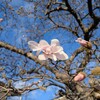 コブシ咲く