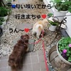 ぴのちゃんの💛あちゃ～の日(^▽^;)　今日の散歩は