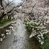木屋町・高瀬川の桜2024