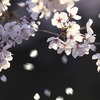 落花