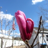 Flowering Pear Tree start Blooming