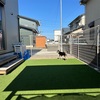 黒柴 🐶 つん