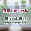 豆苗とかいわれ大根の違いとは？植物の種類から使い分けまで解説