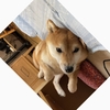 ななめ犬