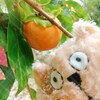 柿、いつのまにかなってた🍊(✧△✧ )