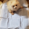 モコちゃん御年1７歳