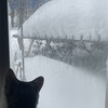 これもフレンチトースト