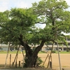 納場小学校の葉桜・・