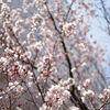 高輪の小彼岸桜他