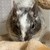 しろごまあん1259日目