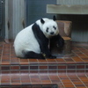 上野動物園