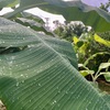 9/22 金曜日　薄雨後明け　曇天