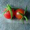 水耕栽培　キッチンで挿し芽のミニトマト　完熟で２つ収穫できました。