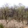 平和公園の森にも春がきた