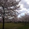 仙台 西公園 桜 とラーメン二郎