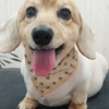 さくらくん、カルビちゃん、こはるくん、ペコちゃん、ゆきちゃん