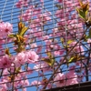 桜 2024 … Part 8