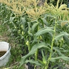 トウモロコシの芽欠き