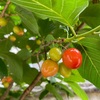 今年のさくらんぼ🍒