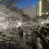 夜桜も素敵✿東京の穴場スポットを見に行こう！